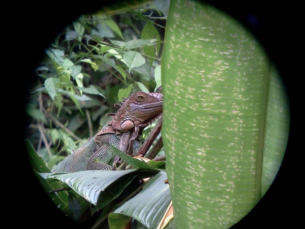 2008_costa_rica